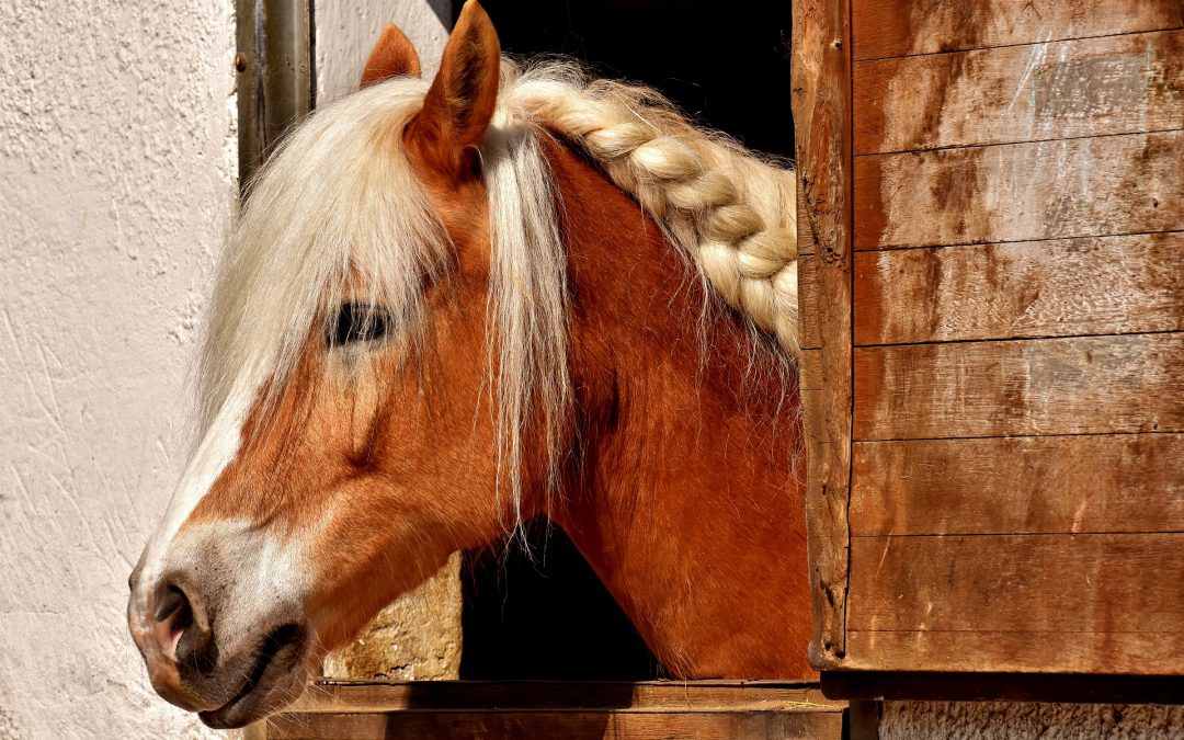 Hoeveel kost het verzorgen van een paard?